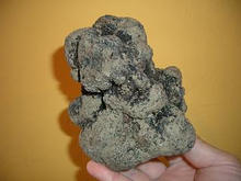 truffe noire Mlanosporum