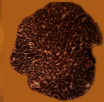 Coupe dune truffe noire Mélanosporum