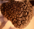 Truffe noire Mélanosporum